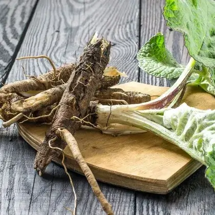 #3. Корень лопуха